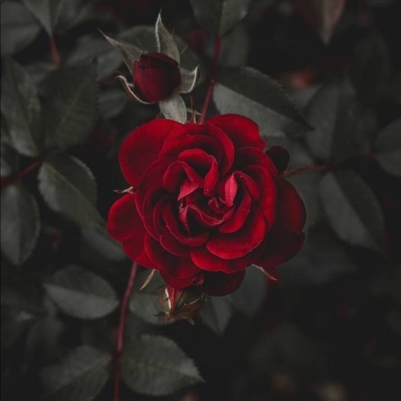 Meet your Posher, Helen - Picture 1 of 1